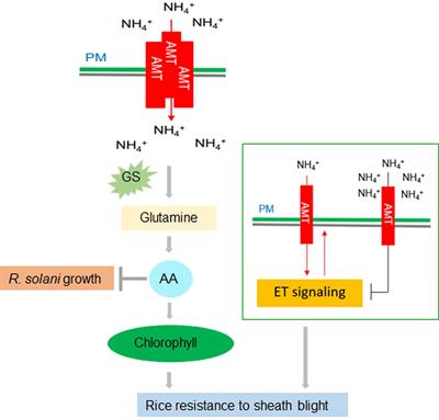 Progress in rice sheath blight resistance research